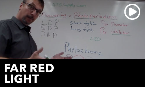 Htg Info Center Ask The Doc Far Red Light Thumbnail