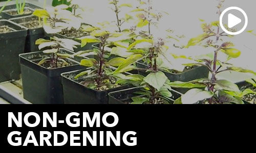 Htg Info Center Ask The Doc Non Gmo Gardening Thumbnail