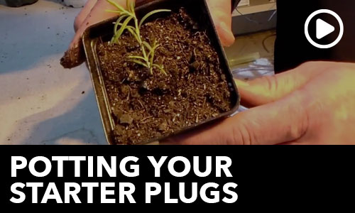 htg-info-center-ask-the-doc-potting-your-starter-plugs-thumbnail