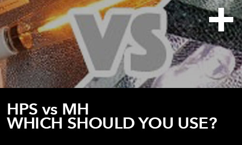 htg-info-center-ask-the-doc-videos-hps-vs-mh-grow-lights-which-should-you-use-thumbnail