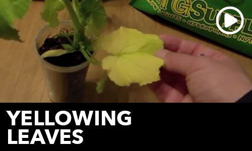 htg-info-center-ask-the-doc-yellowing-leaves-thumbnail