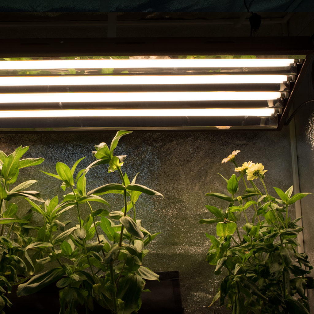 AgroMax 3000K Bloom T5 Lamp Flowering Plants