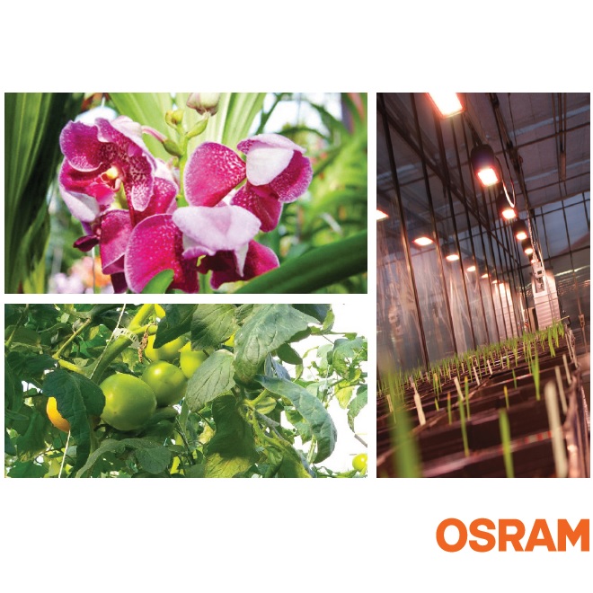 Osram Zelion Hl300 Grow White Lights
