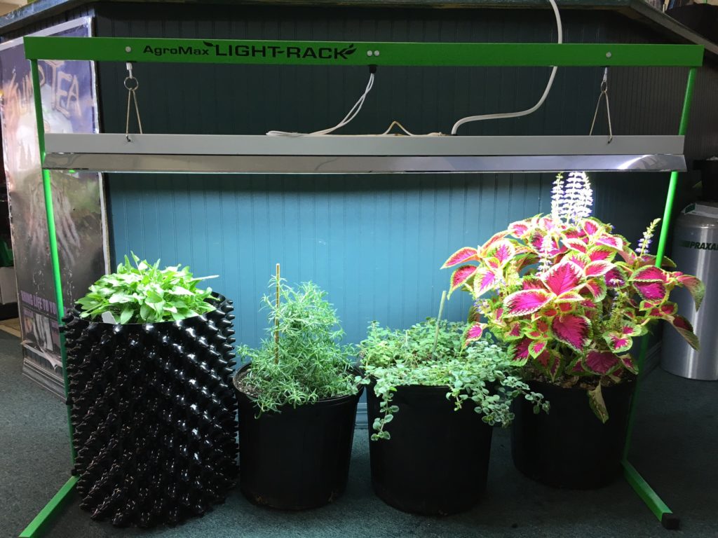 Agromax 4 Foot Grow Light Rack Setup