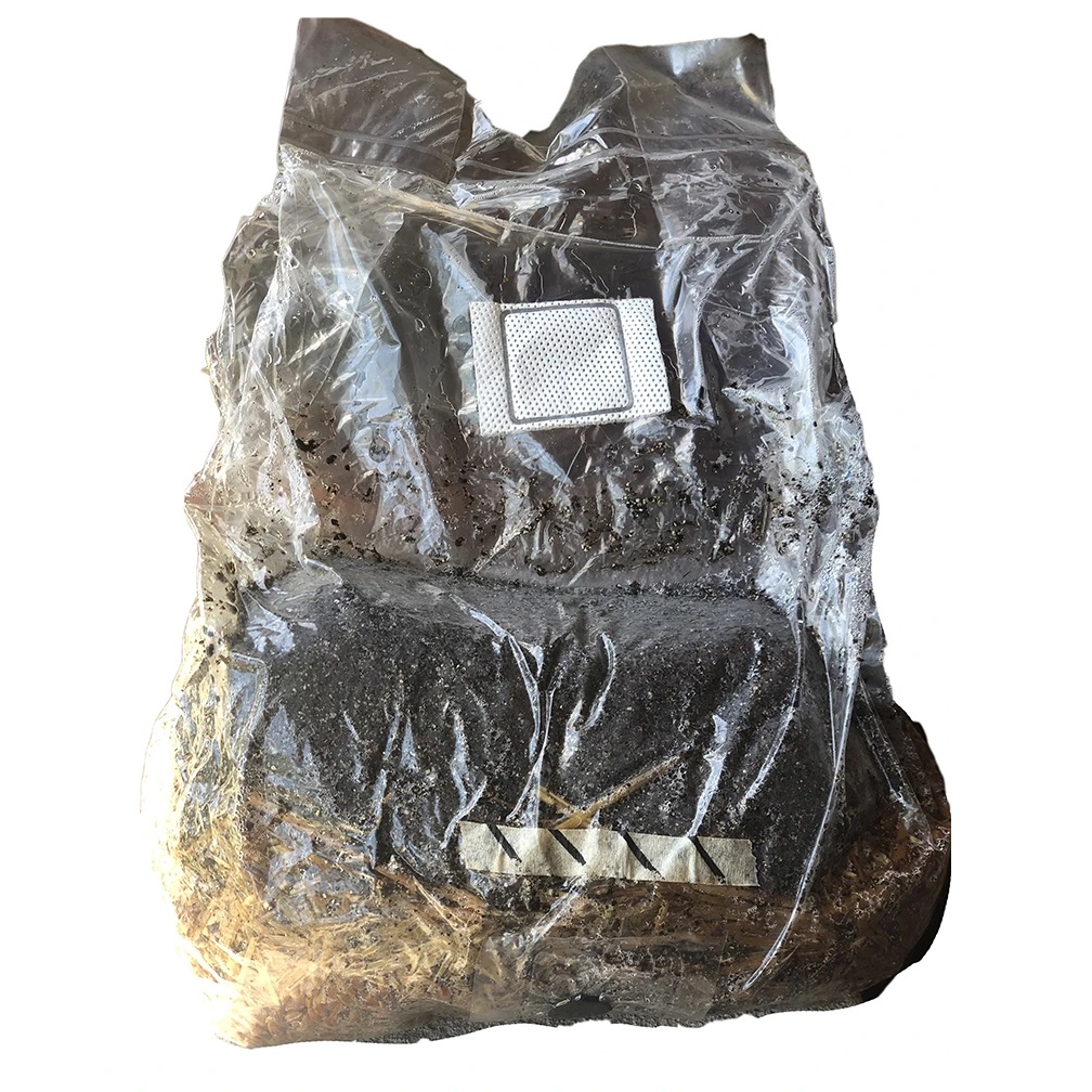 Mushroom Magic Grow Kit Mycelium Colony