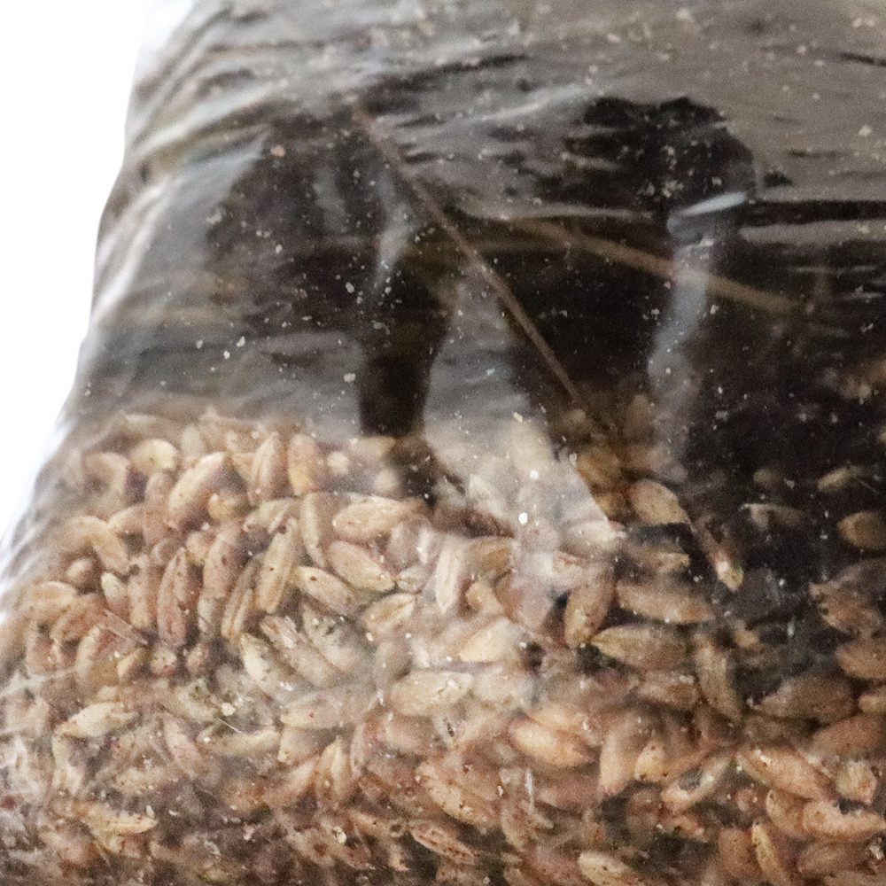 Mushroom Magic Grow Kit Substrate & Rye Seeds