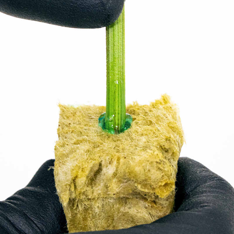 Insert cutting into a cloning system or rooting medium